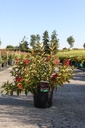 Weigela NAIN ROUGE® cont. 10L 40-50 cm +B