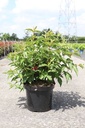 Weigela NAIN ROUGE® cont. 10L 40-50 cm +p