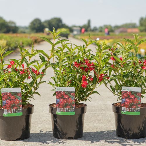 Weigela NAIN ROUGE® cont. 3,6L 30-40 cm +ф