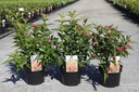 Weigela NAIN ROUGE® Kont. 3,6L 30-40 cm +B