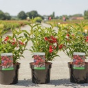 Weigela NAIN ROUGE® cont. 3,6L 30-40 cm +ф