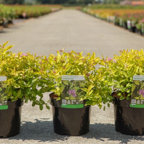 Spiraea japonica 'Goldmound' cont. 3,6L 30-40 cm +p