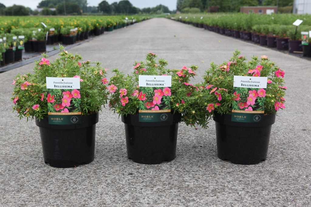 [P] Potentilla fruticosa BELLISSIMA (PBR) cont. 3,6L 30-40 cm +ф