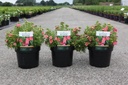 Potentilla fruticosa BELLISSIMA (PBR) cont. 3,6L 30-40 cm +ф