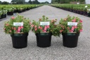 Potentilla fruticosa BELLISSIMA (PBR) cont. 3,6L 30-40 cm +B