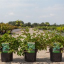 Physocarpus capitatus 'Tilden Park' cont. 3,6L 40-50 cm +p