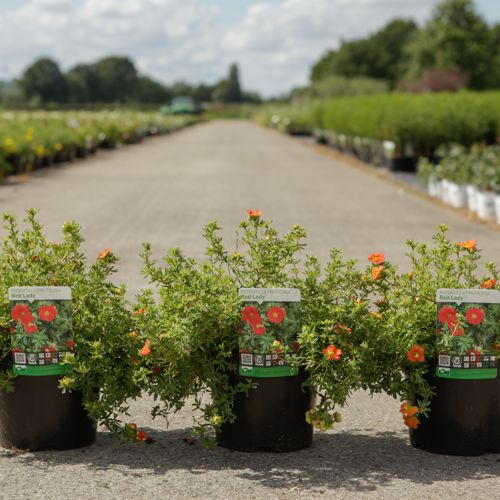 Potentilla fruticosa 'Red Lady' (PBR) cont. 3,6L 25-30 cm +B