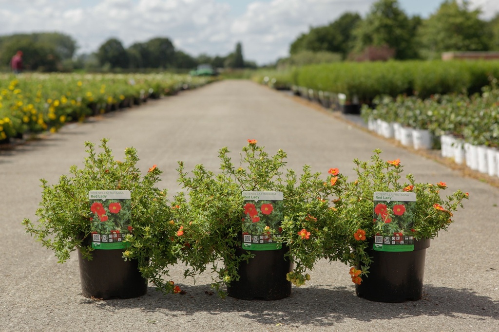 [P] Potentilla fruticosa 'Red Lady' (PBR) cont. 3,6L 25-30 cm +p