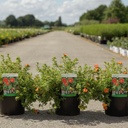 Potentilla fruticosa 'Red Lady' (PBR) cont. 3,6L 25-30 cm +B
