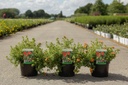 Potentilla fruticosa 'Red Lady' (PBR) cont. 3,6L 25-30 cm +p