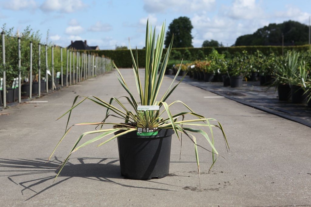 Yucca filamentosa 'Bright Edge' cont. 10L +B