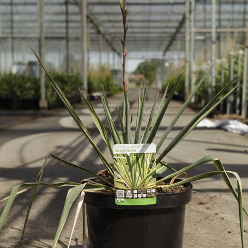 [P] Yucca filamentosa 'Bright Edge' cont. 10L +p