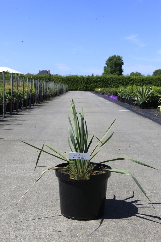 [P] Yucca filamentosa 'Bright Edge' cont. 10L +p