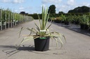 Yucca filamentosa 'Bright Edge' cont. 10L +ф