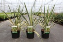 Yucca filamentosa 'Bright Edge' cont. 3,6L +p