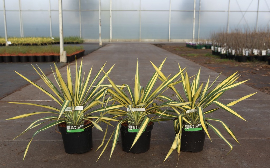 [P] Yucca filamentosa 'Color Guard' cont. 3,6L +B