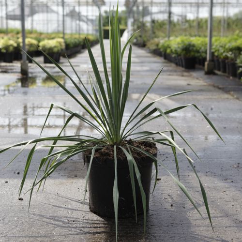 [P] Yucca filamentosa cont. 10L +B