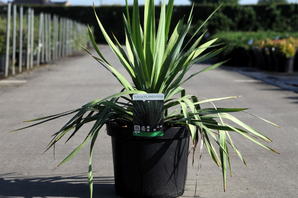 [P] Yucca filamentosa cont. 10L +p