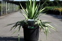 Yucca filamentosa cont. 10L +f