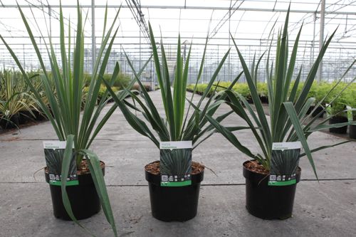 Yucca filamentosa cont. 3,6L +ф