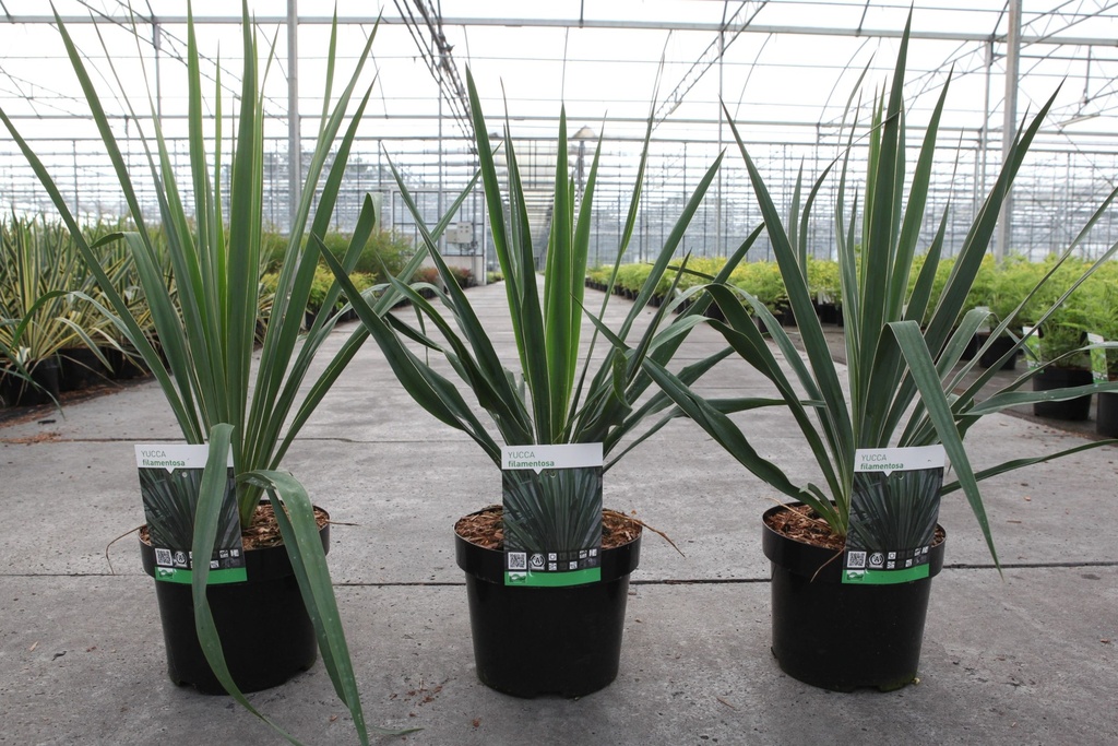 Yucca filamentosa cont. 3,6L +p