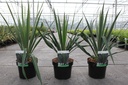 Yucca filamentosa cont. 3,6L +B