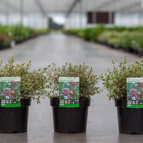 [P] Abelia grandiflora SPARKLING SILVER cont. 3,6L 30/+ cm +B