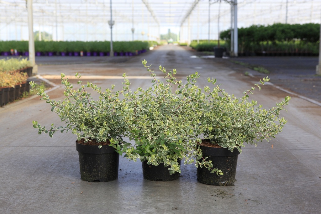Abelia grandiflora SPARKLING SILVER cont. 3,6L 30/+ cm +B