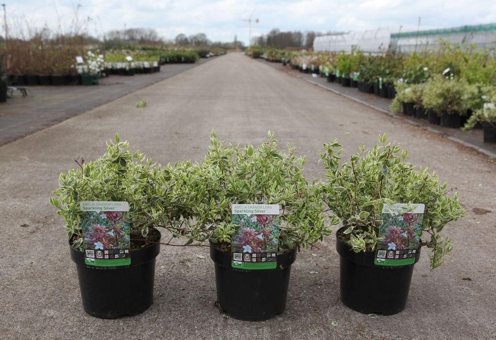 [P] Abelia grandiflora SPARKLING SILVER cont. 3,6L 30/+ cm +p