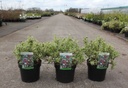 Abelia grandiflora SPARKLING SILVER cont. 3,6L 30/+ cm +B
