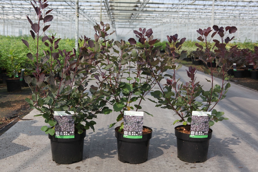 Cotinus coggygria DUSKY MAIDEN (PBR) cont. 3,6L 30-40 cm +ф