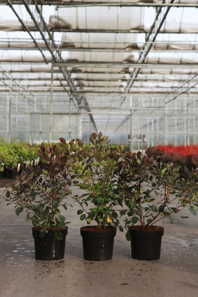 Cotinus coggygria DUSKY MAIDEN (PBR) cont. 3,6L 30-40 cm +B