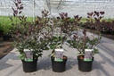 Cotinus coggygria DUSKY MAIDEN (PBR) cont. 3,6L 30-40 cm +f