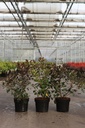 Cotinus coggygria DUSKY MAIDEN (PBR) cont. 3,6L 30-40 cm +p