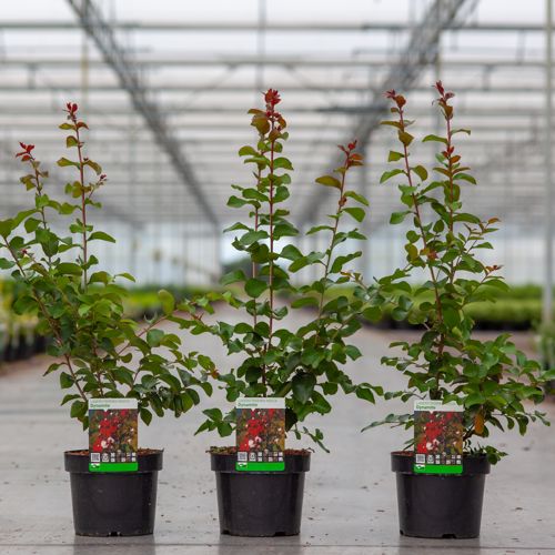 [P] Lagerstroemia indica 'Dynamite' cont. 3L 30/+ cm +B