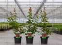 Lagerstroemia indica 'Dynamite' cont. 3L 30/+ cm +f