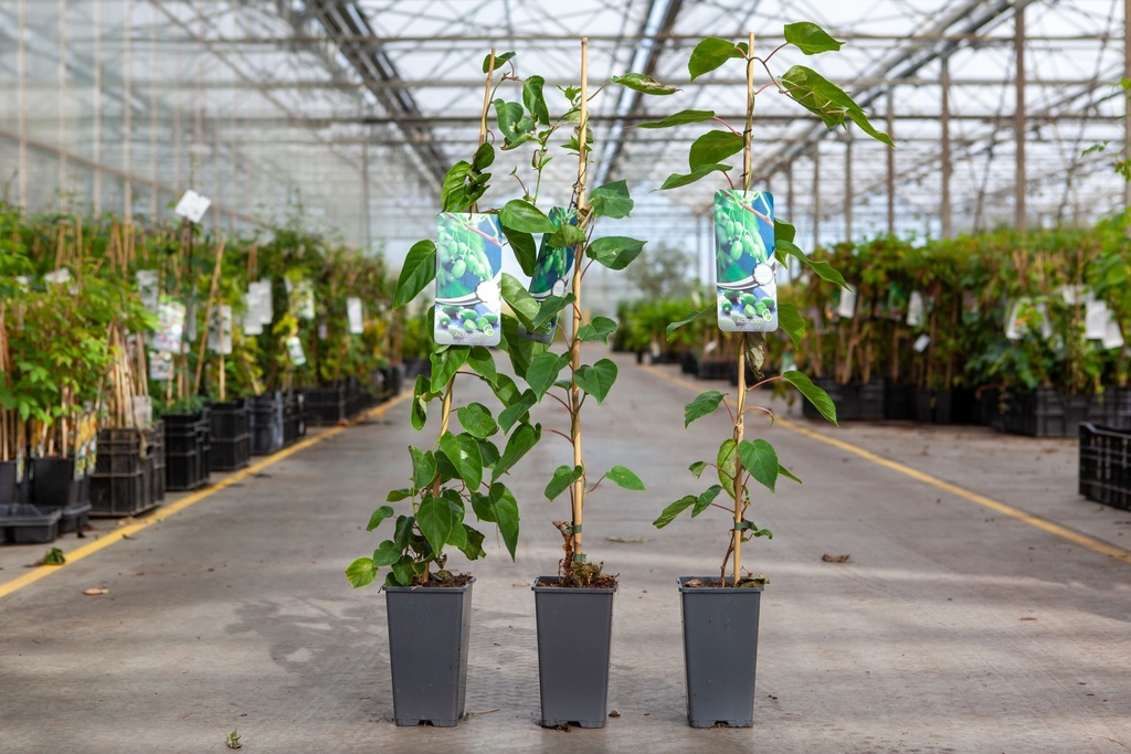 [P] Actinidia arguta 'Issai' cont. 2L hoog 60-80 cm +p