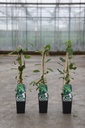 Actinidia arguta 'Issai' cont. 2L haut 60-80 cm +p