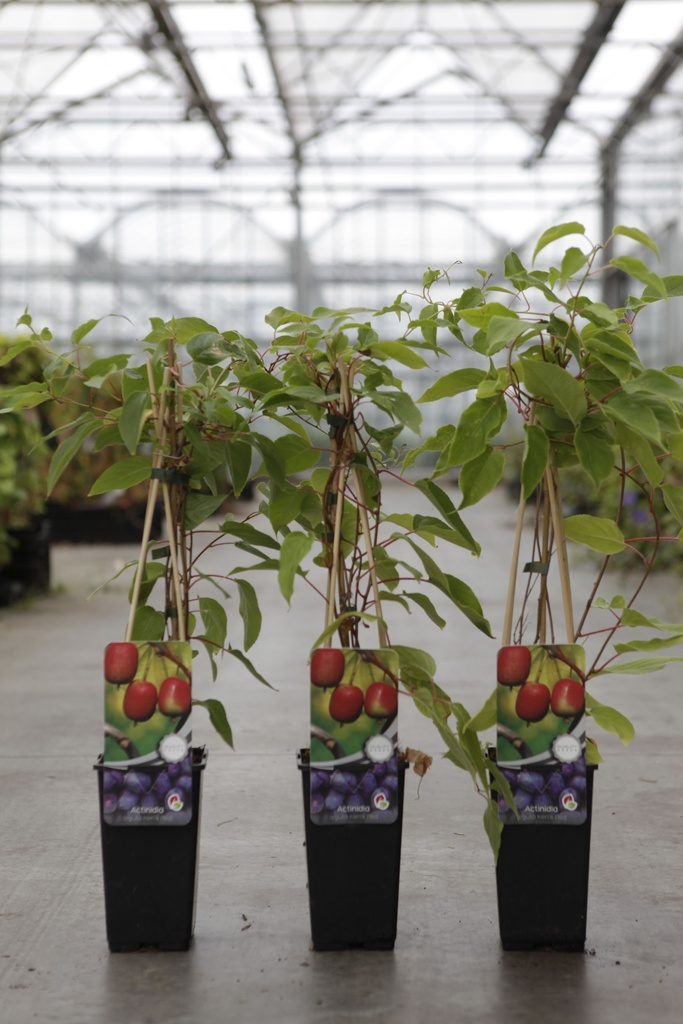 Actinidia arguta 'Ken's Red' cont. 2L hoog 60-80 cm +f
