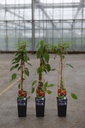 Actinidia arguta 'Ken's Red' Kont. 2L hoch 60-80 cm +B