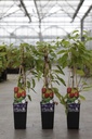 Actinidia arguta 'Ken's Red' cont. 2L hoog 60-80 cm +f