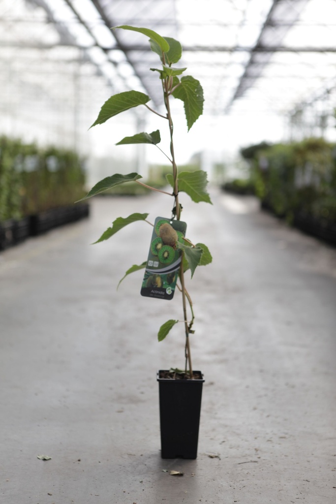 [P] Actinidia deliciosa 'Boskoop' cont. 2L hoog 60-80 cm (male+fem.) +p