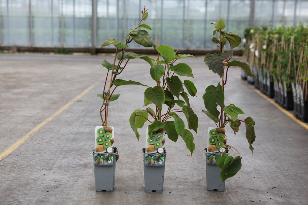[P] Actinidia deliciosa 'Boskoop' cont. 2L hoog 60-80 cm (male+fem.) +p
