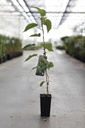 Actinidia deliciosa 'Boskoop' cont. 2L hoog 60-80 cm (male+fem.) +p