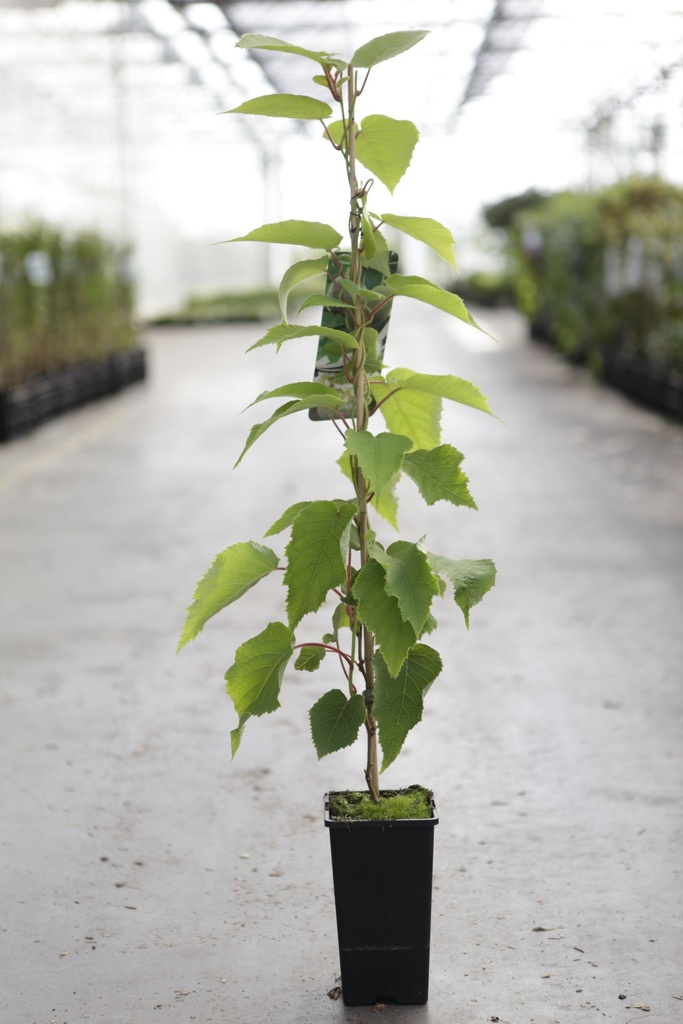 [P] Actinidia deliciosa 'Hayward' cont. 2L hoog 60-80 cm (fem) +p
