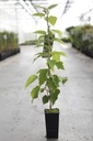 Actinidia deliciosa 'Hayward' cont. 2L hoog 60-80 cm (fem) +p