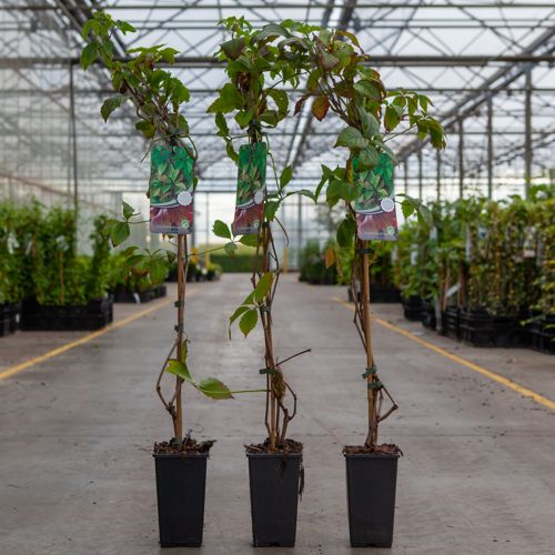 Parthenocissus quinquefolia cont. 2L haut 80-100 cm +p