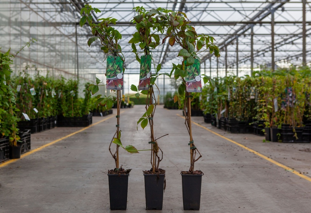 Parthenocissus quinquefolia cont. 2L high 80-100 cm +ф