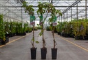 Parthenocissus quinquefolia cont. 2L high 80-100 cm +ф