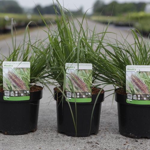 Pennisetum alopecuroides 'Moudry' cont. 3,6L +p